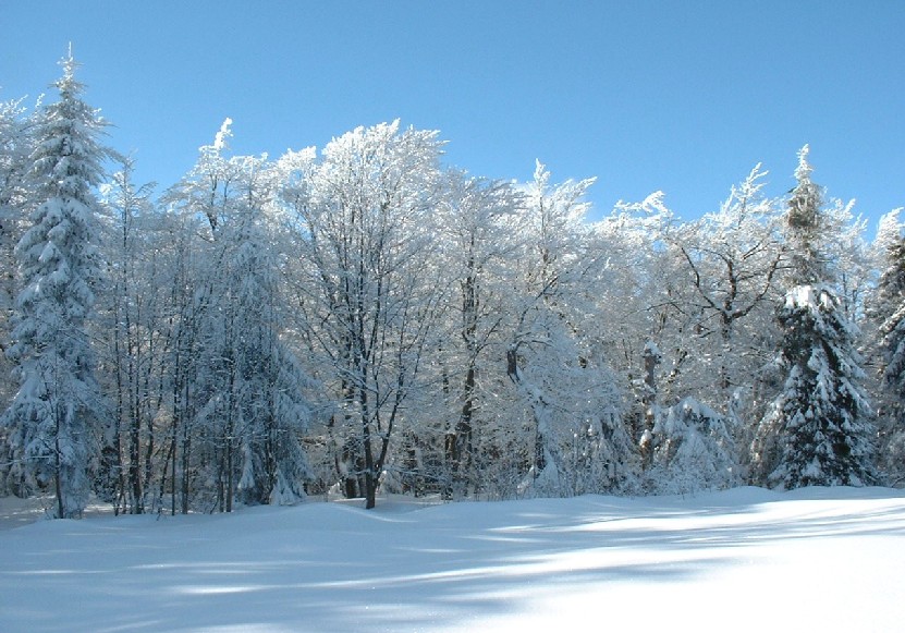 Zieleniec 2003